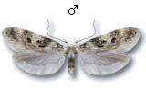 Chionodes electella