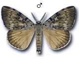 Lymantriinae