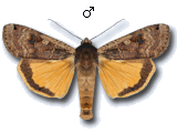 Noctuinae