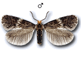MU