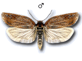 Acleris rufana