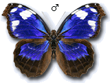 MU