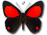 MU