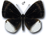 MU