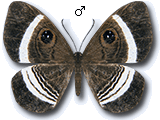 MU