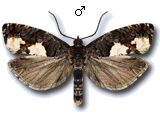 Epinotia trigonella