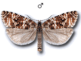 Phiaris schulziana