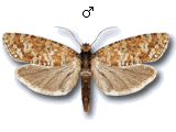 Rhyacionia pinivorana