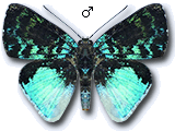 MU