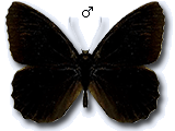 MU