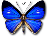 MU