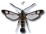 Synanthedon cephiformis