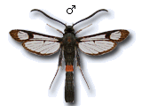 Synanthedon myopaeformis