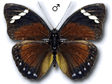MU