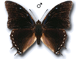 MU