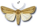 Leucania (Acantholeucania) loreyi