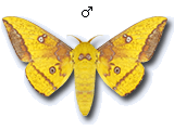 MU