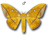 MU