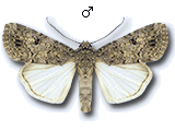 Spodoptera cilium