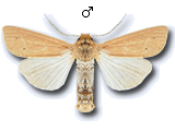 Mythimna (Mythimna) favicolor