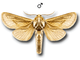 MU