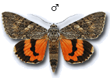 MU