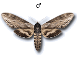 MU