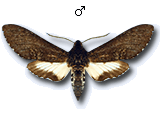 MU