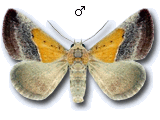 Boletobiinae