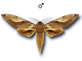 MU