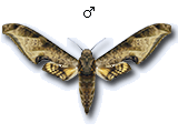 MU