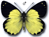 MU