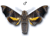 MU