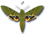 MU