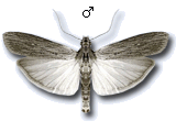 Epischnia prodromella