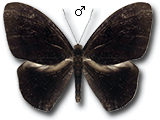 MU