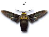 MU