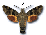 MU