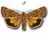 MU