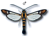 MU