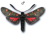Zygaena (Zygaena) lavandulae