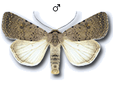 Caradrina (Paradrina) flavirena