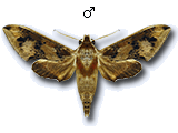 MU