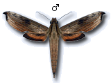 MU