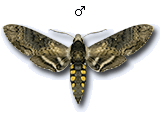 MU