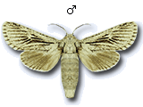 MU