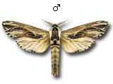 MU
