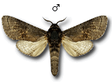 MU