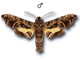 MU