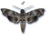 MU